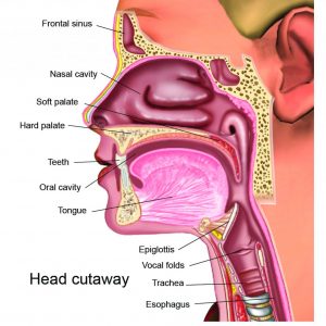 Head cutaway ©Bluetree Publishing
