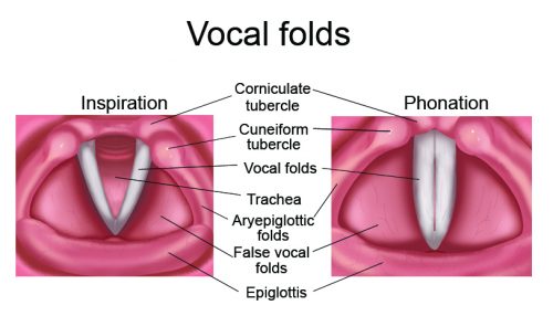 Vocal cords or vocal folds? - BAST - Be A Singing Teacher