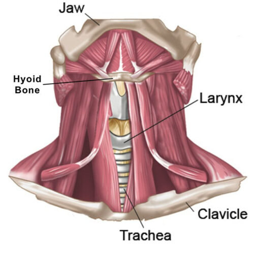 The Hyoid Bone